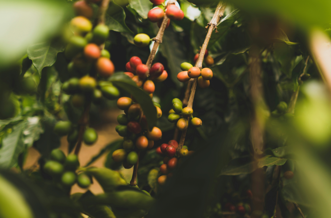 Acidity in coffee: What it is and why it matters